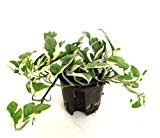 Efeutute, Epipremnum pinnatum N'Joy, Zimmerpflanze in Hydrokultur, 13/12er Kulturtopf, 18 - 22 cm