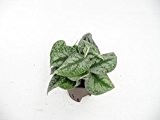 Efeutute, Scindapsus pictus Monstrosus, Zimmerpflanze in Hydrokultur, 15/19er Kulturtopf, 20 - 30 cm