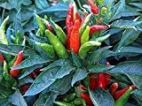 Ein extrem scharfes Chili mit Ursprung in Thailand - Thai hot chili - 10 Samen