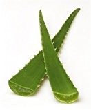Ein Frisches Bio Aloe Vera Blatt, 5 Jahre Alt, 60 cm lang, 600-800 g