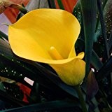 Ein Paket 100 Stück Gelbe Calla Samen Balkon Topf Bonsai Patio Pflanzensamen Aethiopica Blumen Calla-Lilien-Samen