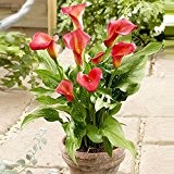 Ein Paket 100 Stück Red Calla Samen Aethiopica Blumensamen-Garten-Dekoration Bonsai Blumensamen