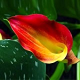 Ein Paket 100 Stück Unreal Farbe Calla Samen Balkon Topf Bonsai Patio Pflanzensamen Aethiopica Blumen Calla-Lilien-Samen