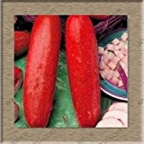 Ein Profi-Pack (50 Stücke / Los) Früchte Gurkensamen Balkon Grüne Gemüsesamen Rote Gurke-Samen vergossen