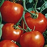 Ein wahrer Klassiker - rote Tomate - sehr lecker - Rutgers - 30 Samen