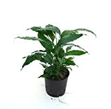 Einblatt, Spathiphyllum Hybriden, Zimmerpflanze in Hydrokultur, 13/12er Kulturtopf, 30 - 40 cm