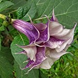 Eine Packung 50 Stück Lila Datura-Samen Balkonpflanze Blumen Topf Bonsai Samen Garten Grün Kräuter Mandala Blumensamen