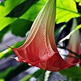 Eine Packung 50 Stück Red Datura-Samen Balkonpflanze Blumen Topf Bonsai Samen Gartenkräuter Mandala Blumensamen