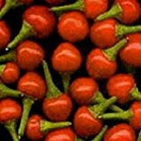 Eine Urform der Chilis - 265.000 Scovilles - Tepin Chili - Chiltepin - 10 Samen