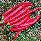 Eine weitere Variante der bekannten Chili-Sorte - Cayenne, groß, rot, dick - 20 Samen