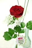 Einzelne Blume - 1 rote Rose Deluxe - Große Blüte - inklusive gratis Kultvase