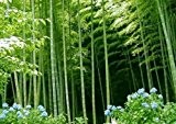 Einzigartige 9 verschiedenen Farben orientalischer Mohn Blumen Bonsai Gartenterrasse im Innenhof 200PCS vergossen