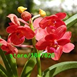 Einzigartige Rosa Cymbidium Samen Topf Samen Blumensamen Cicada Orchid Balkonpflanzen 100 PCS