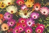 Eisblume Magic Carpet Mischung (Mittagsblume) 100 Samen
