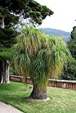 Elefantenfuß Palme 10 Samen -Beaucarnea recurvata- **Toll Zimmerpflanze**