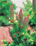 Elegante Zwerg Coloradofichte - Picea pungens Lucky Strike- 25-35cm Topf 2 Ltr.
