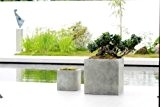 Emsa 8518680230 2er Set Blumenkübel Pflanzenkübel Übertöpfe Pflanzgefäße "Farnley" betongrau 30cm
