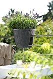 EMSA Geländertopf Polyrattan Mesh anthrazit + 3 Lavendel-Pflanzen plus EMSA Landhaus-Pflanzschild