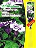 Engelstrompete Violettblau Datura Staude Kübelpflanze