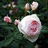 Englische Rose "Ausblush" - (wurzelnackte Pflanze)