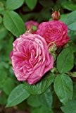 Englische Rose 'Gertrude Jekyll' -R- A-Qualität Wurzelware