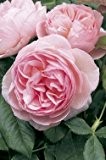 Englische Rose 'Heritage' -R- A-Qualität Wurzelware