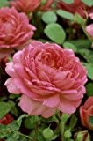 Englische Rose 'Jubilee Celebration' -R- A-Qualität Wurzelware