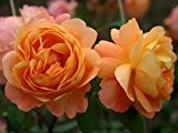 Englische Rose "Lady Emma Hamilton ®" - (wurzelnackte Pflanze)