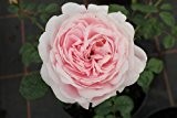 Englische Rose Queen of Sweden ® Austiger ® Containerrosen im großen 7,5 Liter Topf