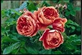 Englische Rose 'Summer Song' -R- A-Qualität Wurzelware