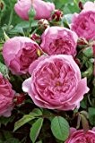 Englische Rose 'The Alnwick Rose' -R- A-Qualität Wurzelware