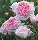 Englische Rose 'The Wedgwood Rose' -R- A-Qualität Wurzelware