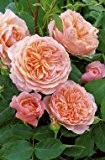 Englische Rose 'William Morris' -R- im 4 L Container