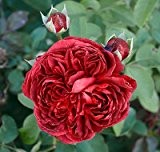 Englische Rose "William Shakespeare 2000" - (wurzelnackte Pflanze)