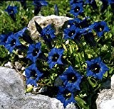 Enzian 50 Samen, Blauer Alpen-Enzian, (Gentiana accaulis 'blue')