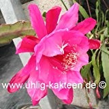 Epiphyllum-Hybr. 'Pink Erika' 12 cm