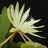 Epiphyllum Sylter Fruhling - Steckling - 10 cm
