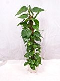 Epipremnum pinnatum - Efeutute am Moosstab 140 cm // Zimmerpflanze - Kletterpflanze