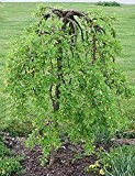 Erbsenstrauch 10 Samen (Caragana arborescens)