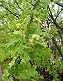 Erbsenstrauch 10 Samen -Gemeiner Erbsenstrauch (Caragana arborescens) Toller Zierstrauch mit gelben Blüten