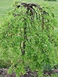 Erbsenstrauch ** Caragana arborescens ** (10 Stück Erbsenstrauch Str. v. 3Tr. 60-100 cm)