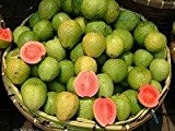 Erdbeer-Guave Samen (5)