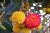 Erdbeerbaum arbutus unedo, essbare Früchte, Erdbeeren, 10 frische Samen EXOTISCH