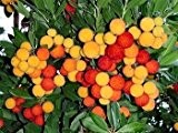 Erdbeerbaum - Arbutus unedo - Samen