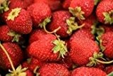 Erdbeere -Four Seasons- Packung- 20 Samen (Trägt vom Frühjahr bis zum Herbst)