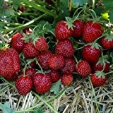 Erdbeere HUMMI®-Aroma-Auslese HZ 12 Stück