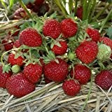 Erdbeere HUMMI®-Praline HZ 12 Stück