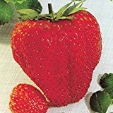 Erdbeere Maxi Fructa - 3 pflanzen