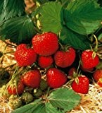 Erdbeere Mieze Schindler,® 16Stück+4Senga Sengana®, im Torftopf