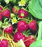 Erdbeere Ostara, 20 Stück, Torftopf